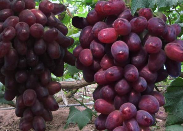 富硒葡萄的营养价值