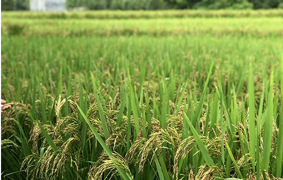 种植水稻能否使用富硒化肥？