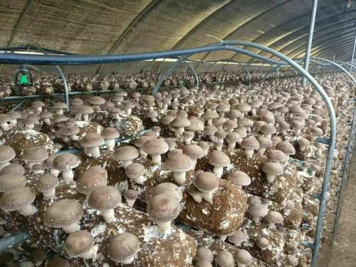 菌菇用硒肥的价格是多少？