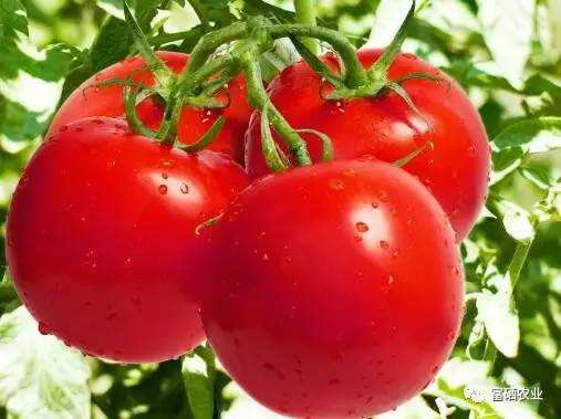 富硒西红柿的种植方法是用富硒肥料喷施叶面