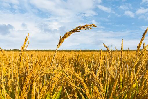 几万亩富硒水稻喜获丰收陕西榆林市大力发展富硒产业