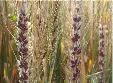 黑小麦硒肥-小麦专用富硒肥对小麦的作用