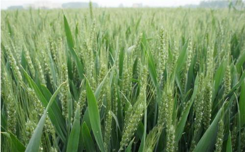 施用水稻富硒肥,每亩地水稻富硒肥用量是多少