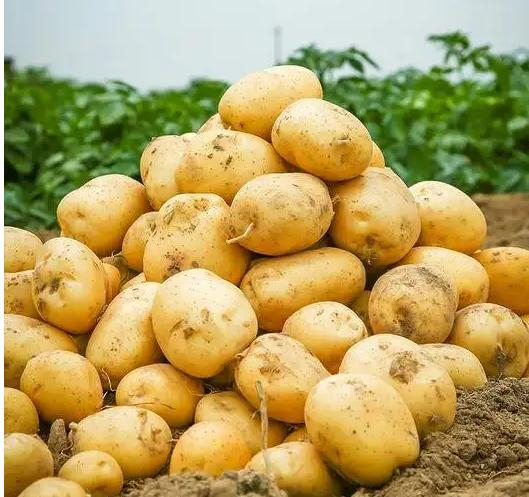 富硒种植技术,2022富硒土豆的种植方法，富硒土豆种植技术