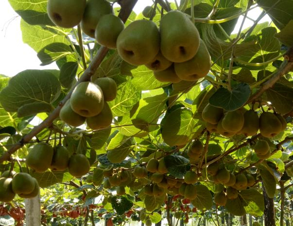 富硒猕猴桃种植技术要使用有机硒肥