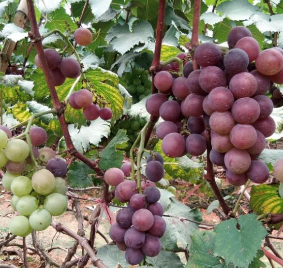 富硒种植技术,富硒葡萄及其生产方法在于硒无忧富硒叶面肥的使用